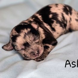 Ash - Merle female Cockapoo puppy in Perry, Arkansas from Parker's Cockapoos