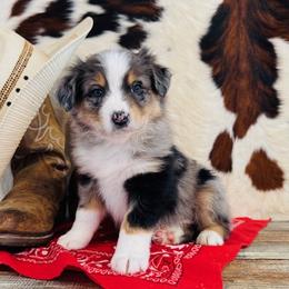 ONYA - Blue merle female Australian Shepherd puppy in Durand, Wisconsin from Larson’s Legacy Aussome Aussie Kennels