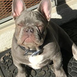 French Bulldogs from Frenchkissmebullies