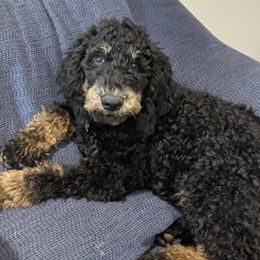 Bernedoodle, Cavalier King Charles Spaniel, and Cavapoo Puppies from Harper Haven Cavaliers & Doodles