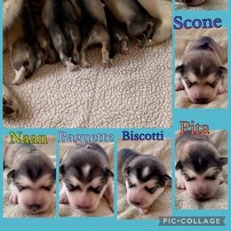 Alaskan Malamute puppies from Illusion Kennel