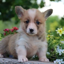 Ozzy - Fawn male Pembroke Welsh Corgi puppy in Pollock, Missouri from Northstar
