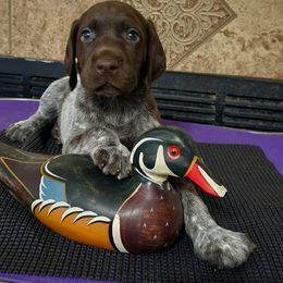 German Shorthaired Pointer Puppies from Crossroad kennel