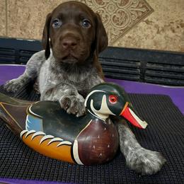 German Shorthaired Pointer Puppies from Crossroad kennel