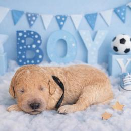 Vaughn - Cream male Goldendoodle puppy in Houston, Texas from Were The Mack'Doodles