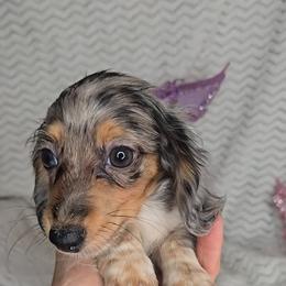 Girl 3 - Dapple female Dachshund puppy in Springfield, Ohio from LUXEYPUPS