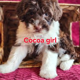 Cocoa - Brown and white female Portuguese Water Dog puppy in Narvon, Pennsylvania from Prized Family Porties