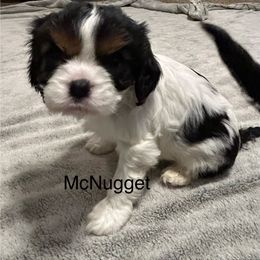 Cavalier King Charles Spaniel Puppies from Mydee Cavaliers