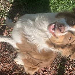 Cricket - Australian Shepherd