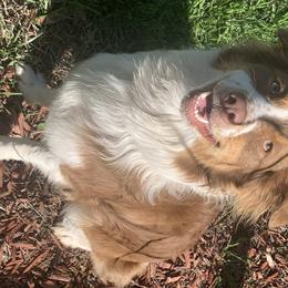 Cricket - Australian Shepherd