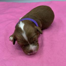 Tillie - Red female Cavapoo puppy in Burke, New York from Patti’s Puppies