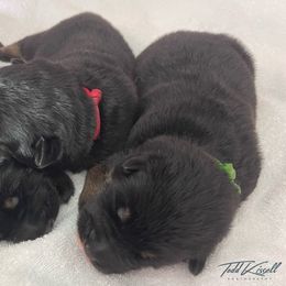 German Shepherd Puppies from Platzhirsch German Shepards