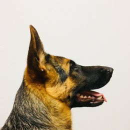 Senta - German Shepherd