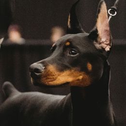 Doberman Pinscher Puppies from Sun Country Dobermanns