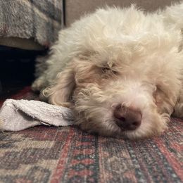 Tina - Off-white Lagotto Romagnolo puppy in Chehalis, Washington from Scarlet Oak Lagotti