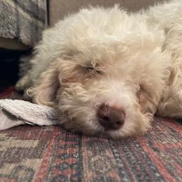 Tina - Off-white Lagotto Romagnolo puppy in Chehalis, Washington from Scarlet Oak Lagotti