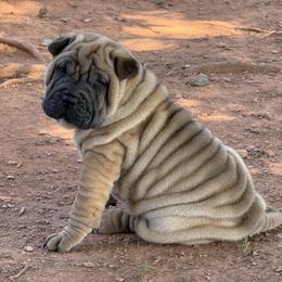 Blue collar - Red fawn male Chinese Shar-Pei puppy in Elkin, North Carolina from Martini Shar-Pei