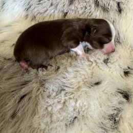 Red Tri 1 - Red tri female Toy Australian Shepherd puppy in Stephenville, Texas from Rockin J Lil Aussies
