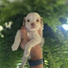 Sage - White male Poodle puppy in Wilkinsville, South Carolina from Feather Branch Farm and Kennel