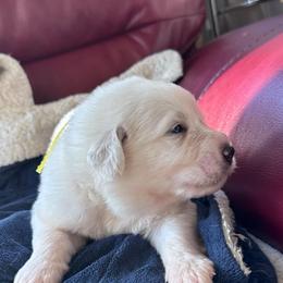 Pooh Bear - White male Great Pyrenees puppy in Murfreesboro, Tennessee from Storybook Tails Farm
