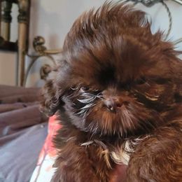 Boy 1 - Liver Shih Tzu puppy in Wooster, Ohio from Mending Hearts Shih Tzu's