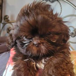 Boy 1 - Liver Shih Tzu puppy in Wooster, Ohio from Mending Hearts Shih Tzu's