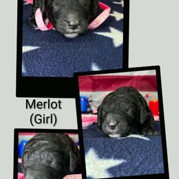 Merlot - Black female Goldendoodle puppy in Water Valley, Mississippi from Olympian Doodles