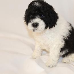 Bernedoodle, Cavapoo, and Poodle Puppies from Liberty Farms Puppies