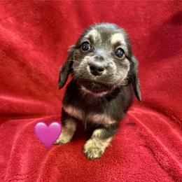 Love - Brindle female Dachshund puppy in Huntington, Arkansas from Rockstar.Weiners