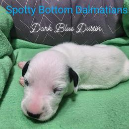 Dalmatian Puppies from Spotty Bottom Dalmatians
