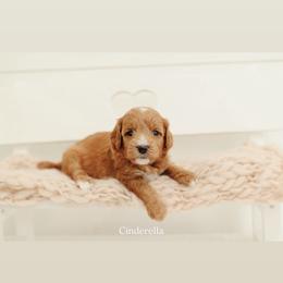 Cinderella - Red  female Goldendoodle puppy in Rio Linda, California from GoldendoodlePaw