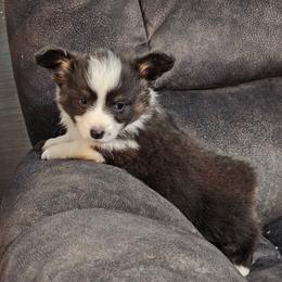 Dilute Girl - Gray and white female American Corgi puppy in Winston, Oregon from There and Back Again Corgis