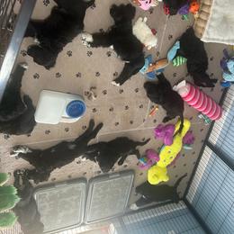 Portuguese Water Dog puppies from Aguas De Seda PWD