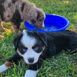 Manifold - Black tri male Miniature Australian Shepherd puppy in Paris, Texas from Blue Envy Mini Aussies