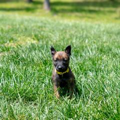 Belgian Malinois Puppies from Hershel's