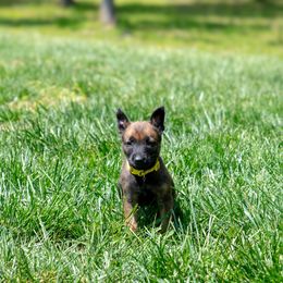 Belgian Malinois Puppies from Hershel's