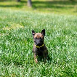 Belgian Malinois Puppies from Hershel's