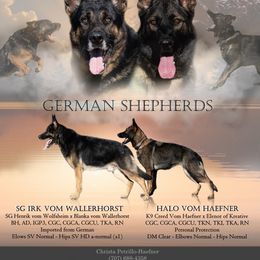 German Shepherd puppies from Vom Haefner German Shepherds