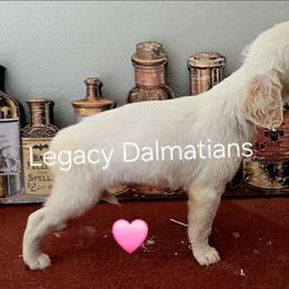 Honeybee - White and lemon female Dalmatian puppy in Janesville, Wisconsin from Legacy Dalmatians