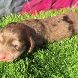Marshall - Dapple male Dachshund puppy in Chelsea, Oklahoma from Elite Puppies of Oklahoma, LLC