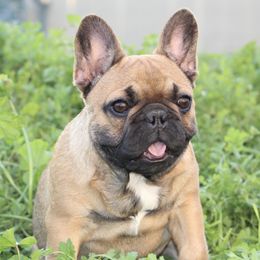 Bulldogs and French Bulldogs from MMG Bulldogs
