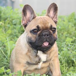 Bulldogs and French Bulldogs from MMG Bulldogs