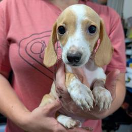 7 Valentine Risser - Dapple female Dachshund puppy in Central Point, Oregon from MRS Long Dog Ranch