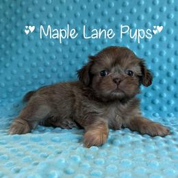 Boy 1 - Liver male Shih Tzu puppy in Marion, Michigan from Maple Lane Pups