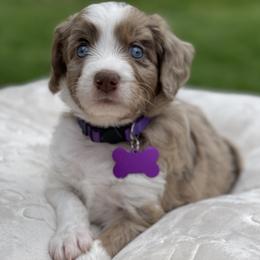 Girl 5 - Red merle female Aussiedoodle puppy in Houston, Texas from Waggin’ R Tails