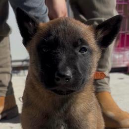 Male 2 stout and confident - Fawn sable male Belgian Malinois puppy in Dallas, Texas from RoyalHaus Malinois