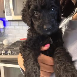 Bernedoodle Puppies from Paws of the Vineyard