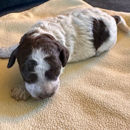 Bianchi -- join our litter list - Brown roan male Lagotto Romagnolo puppy in Santa Fe, New Mexico from Raven Meadow Ranch