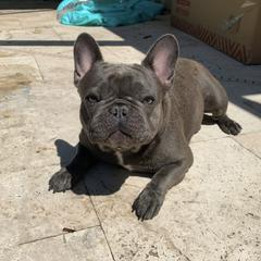 Periwinkle - French Bulldog