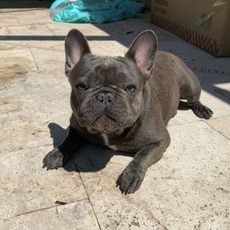Periwinkle - French Bulldog